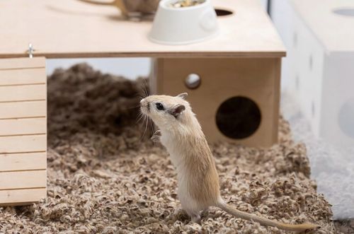 COMFY COTTON BEDDING PODŁOŻE BAWEŁNIANE 10L na Arena.pl