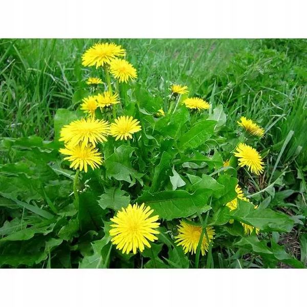 Roundup 360 SL Plus 5l glifosat, herbicyd, perz zdjęcie 6