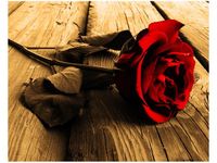 40X50CM RÓŻA SEPII OBRAZ