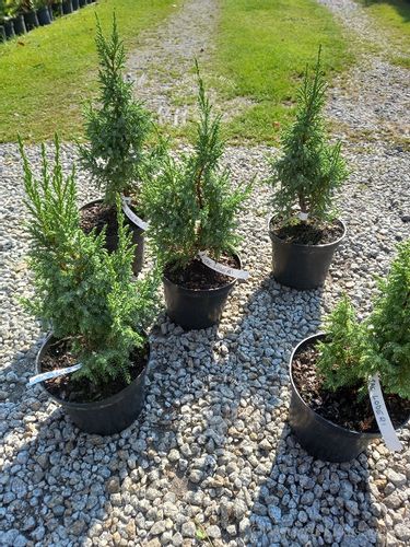 Jałowiec Pinga Loderi cenna odmiana niska forma na Arena.pl