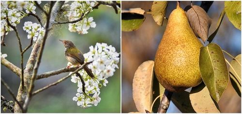 Grusza KlAPSA - FAWORYTKA GIGANTYCZNE owoce na Arena.pl