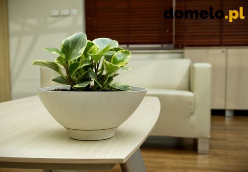 DONICZKA PLANET 290 A1 na Arena.pl