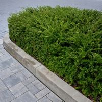 Suchodrzew chiński MOSS GREEN Roślina okrywowa Na obwódki Niskie żywopłoty