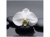 50X50CM BIAŁY STORCZYK OBRAZ