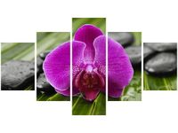 75CM 120 OBRAZ 5 ELEM PORANNA ROSA ŚCIENNY DRUK