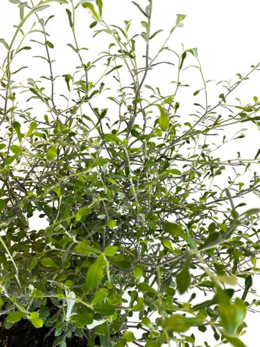 Corokia Virgata Maori Green 50 cm na Arena.pl