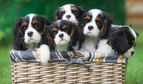 Dolvit stoper na biegunkę u psów DOLFOS 30 tab. na Arena.pl