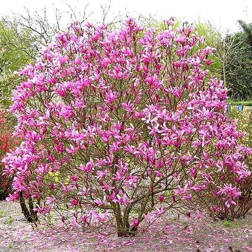 Magnolia Susan P9 na Arena.pl