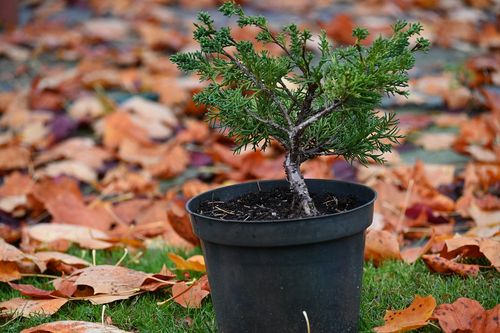 Jałowiec chiński Shimpaku - Juniperus chinensis  0043 na Arena.pl