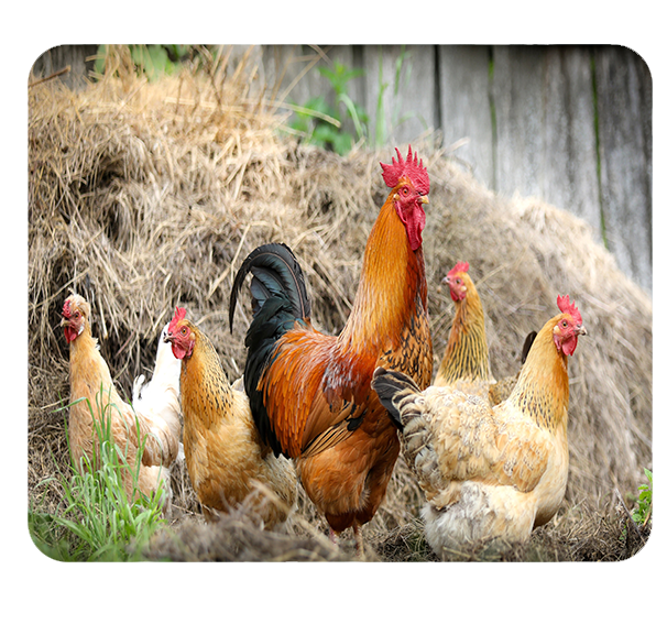 Podkładka pod myszkę Kury zdjęcie 1