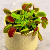Muchołówka Dionaea Muscipula RED DRAGON OWADOŻERNA ZIMOWE ZABEZPIECZENIE