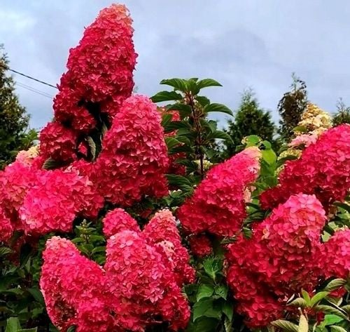 Hortensja Bukietowa Melba Fraise 30-50cm Najpiękniejsza na Arena.pl