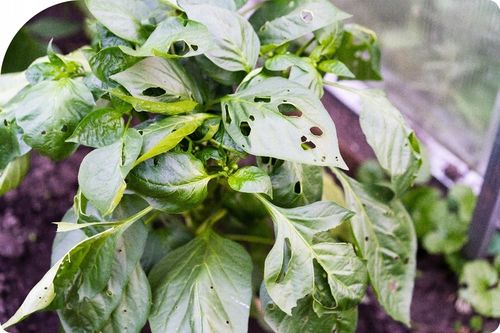 MOSPILAN 20SP 40G ŚRODEK PREPARAT OWADOBÓJCZY NA MSZYCĘ ĆMĘ SZKODNIKI na Arena.pl