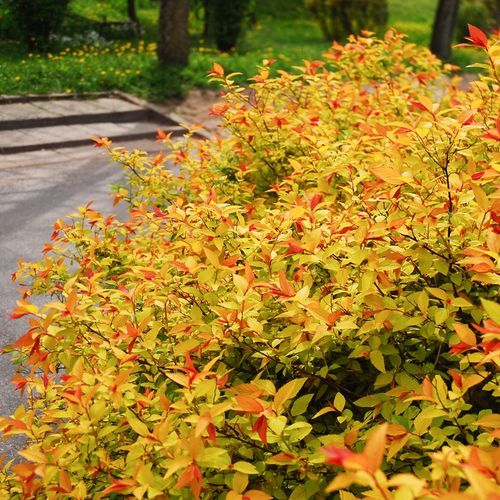 Tawuła japońska GOLDFLAME Pomarańczowe liście Łatwa w uprawie Sadzonki 1,5L na Arena.pl