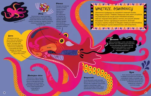 Wnętrza zwierząt na Arena.pl