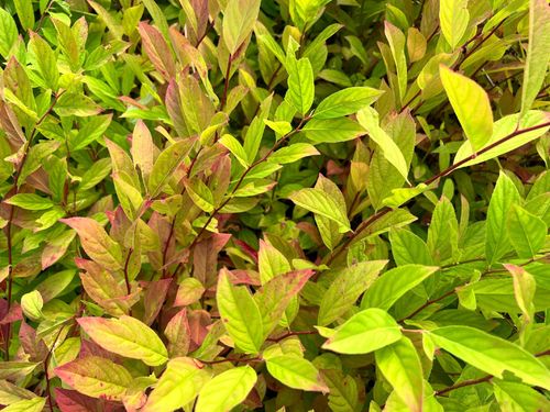 Itea wirginijska 'Henry's Garnet' Doniczka 2.0L (Itea virginica) na Arena.pl