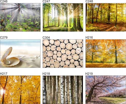 Fototapeta 3D las we mgle drzewa na wymiar FLIZ na Arena.pl