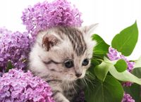 fototapety FOTOTAPETA 3d psy koty kwiaty zwierzęta