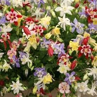 Orlik błękitny BIEDERMEIER Wielobarwne kwiaty MIX Sadzonki w doniczkach