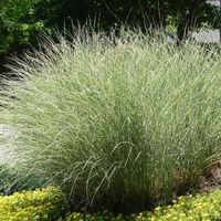 Miskant chiński 'Morning Light' (Miscanthus sinensis) Doniczka 2.0L