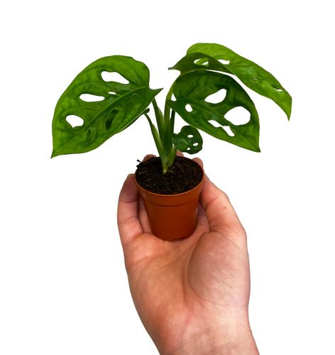 MONSTERA MONKEY MASK 15 cm na Arena.pl