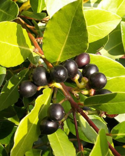 WAWRZYN SZLACHETNY Laurus nobilis NASIONA 150 sztuk - 100g. NW na Arena.pl