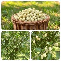 MORWA BIAŁA WITAMIN ŻYCIA DUŻA SADZONKA 100 cm