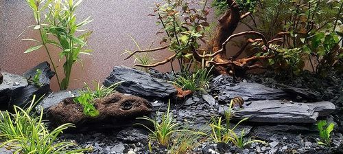 Aranżacja do Akwarium Łupek Drzewiasty Czarny 5kg na Arena.pl