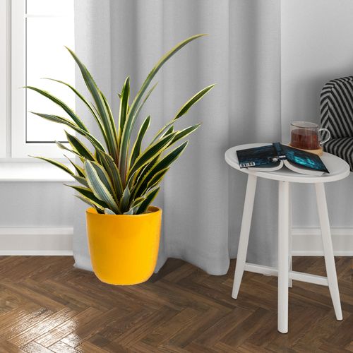 ANANAS Variegatus 50 cm na Arena.pl