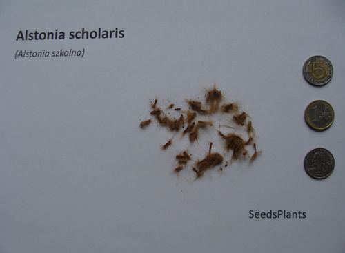 ALSTONIA SZKOLNA Alstonia scholaris NASIONA 300 sztuk - 10g. na Arena.pl