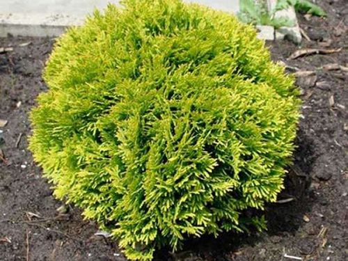 Żywotnik zachodni Mirjam C2 E na Arena.pl