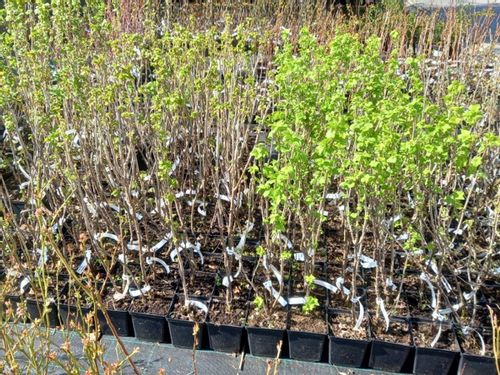 Porzeczka czarna JUBILEJNAJA KOPANIA Słodka odmiana Sadzonki w doniczkach na Arena.pl