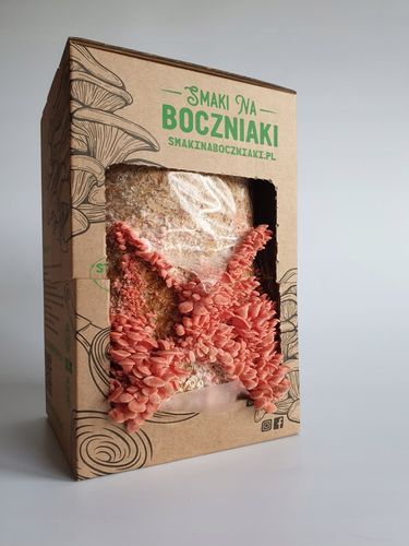 Grzybnia do uprawy domowej boczniak różowy na Arena.pl