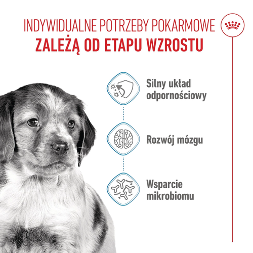 royal canin medium puppy 1kg na Arena.pl
