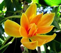 MAGNOLIA CHAMPACA Michelia champaca NASIONA 170 sztuk - 10g.