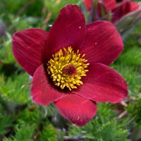 Sasanka zwyczajna 'Röde Klokke/Rote Glocke' (Pulsatilla vulgaris) Poj. P9