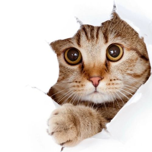 ZESTAW PROBIOTYK PETBIOM 63G DLA PSA KOTA GRYZONI BRAK PROBLEMÓW JELITOWYCH na Arena.pl