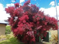 PERUKOWIEC czerwony na pniu oryginał - sadzonki 80 / 100 cm