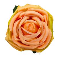 Róża wyrobowa łososiowa 12 szt