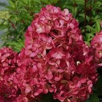 HORTENSJA BUKIETOWA WIMS RED 20-30 CM