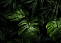 Plakat 70x50cm Zielony Szept