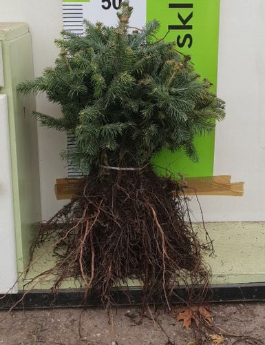 Jodła górska Abies Lasiocarpa SADZONKI 3lata GK 20-30cm na Arena.pl