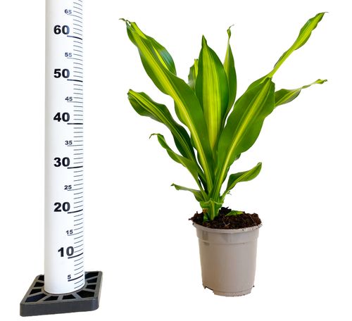 DRACENA BURLEY 65 cm na Arena.pl