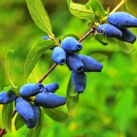 Jagoda kamczacka INDIGO GEM Kanadyjska Słodka Zapylacz odmiany Aurora