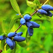 Jagoda kamczacka INDIGO GEM Kanadyjska Słodka Zapylacz odmiany Aurora