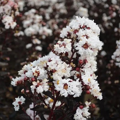LAGERSTROEMIA BIAŁA czerwony liść - sadzonki 50 / 70 cm na Arena.pl