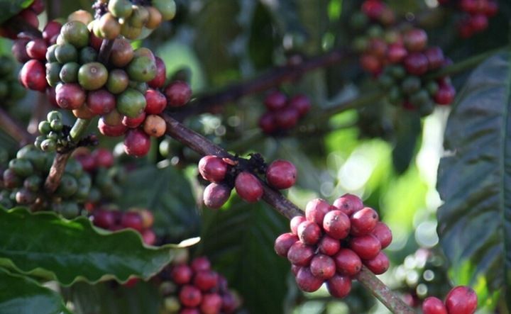 Nescafe Dolce Gusto Grande Intenso 16 kapsułek zdjęcie 4