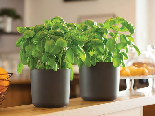 Osłonka Aruba 13 marsala na Arena.pl