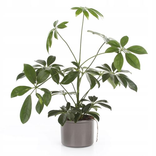 donica w połysku biały połysk ERA 15 zestaw hydro na Arena.pl