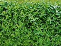 Ligustr pospolity ATROVIRENS (Ligustrum) w  doniczkach P9, 40-60 cm